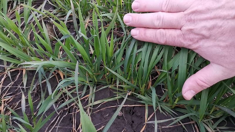 Overview of the winter wheat variety Yuka