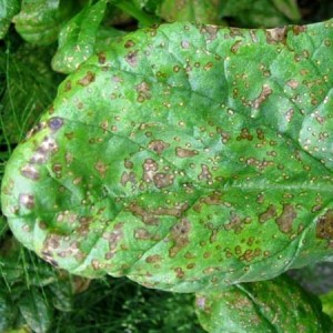What are the diseases in sweet pepper: methods of dealing with them and photos of leaves