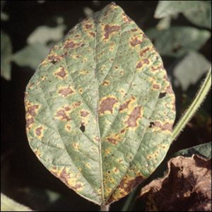 What are the diseases in sweet pepper: methods of dealing with them and photos of leaves