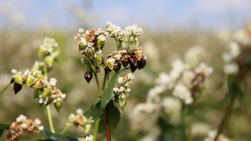 Why buckwheat is so loved in Russia and why foreigners don't eat it