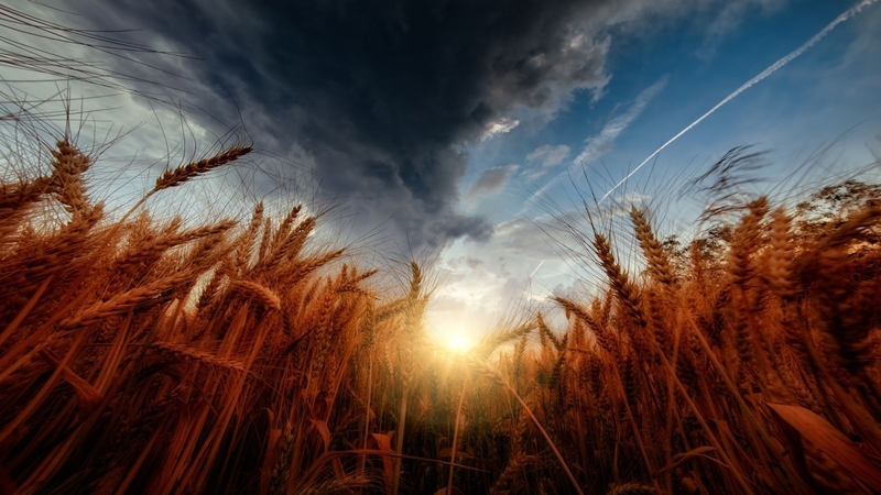 Why is the Thunder wheat variety good and what are its features
