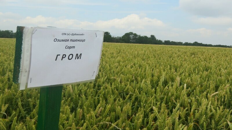 Why is the Thunder wheat variety good and what are its features