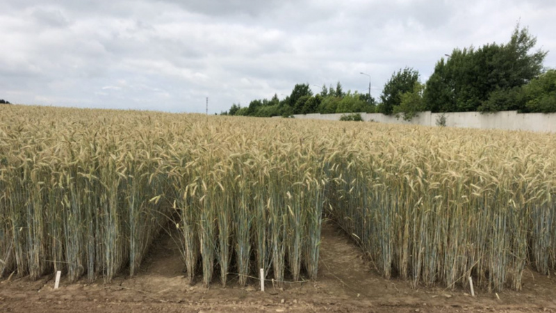 Why is the Thunder wheat variety good and what are its features