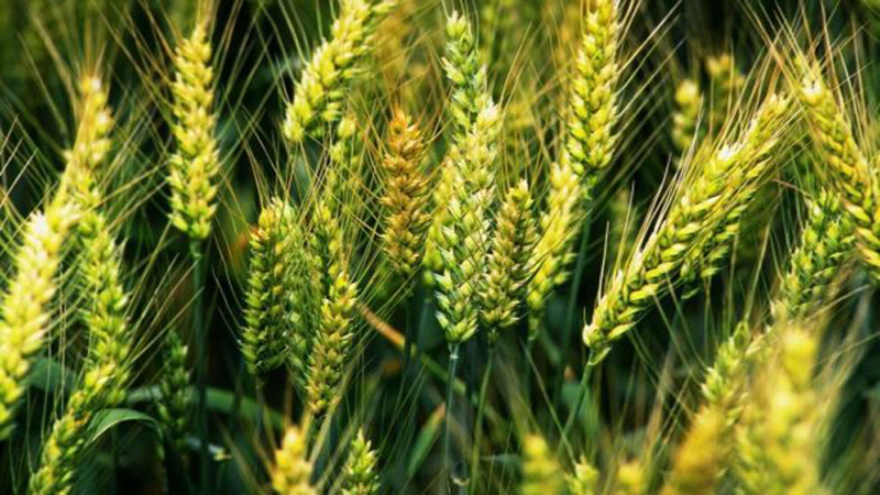 Why is the Thunder wheat variety good and what are its features