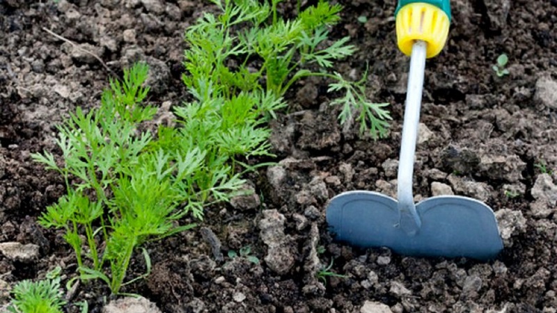 How to deal with diseases and pests of carrots