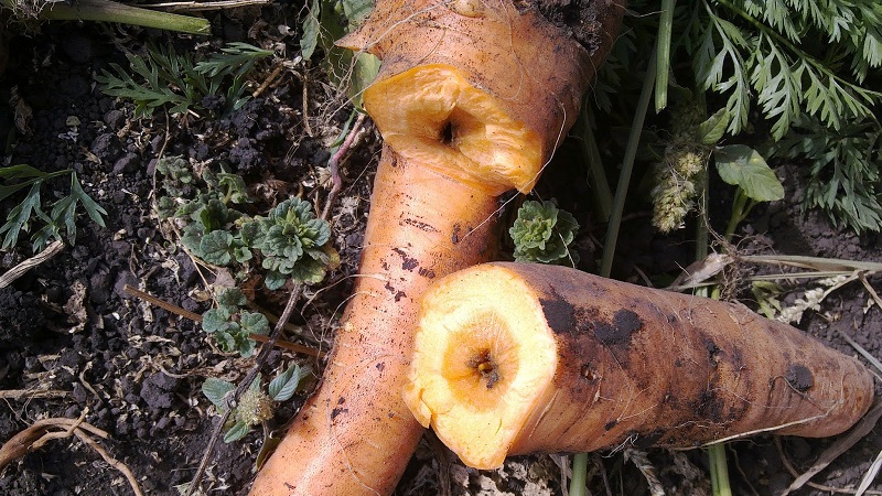 How to deal with diseases and pests of carrots
