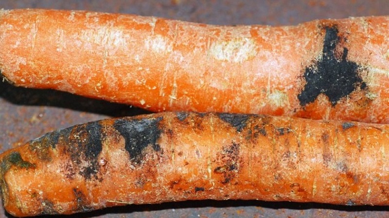 How to deal with diseases and pests of carrots