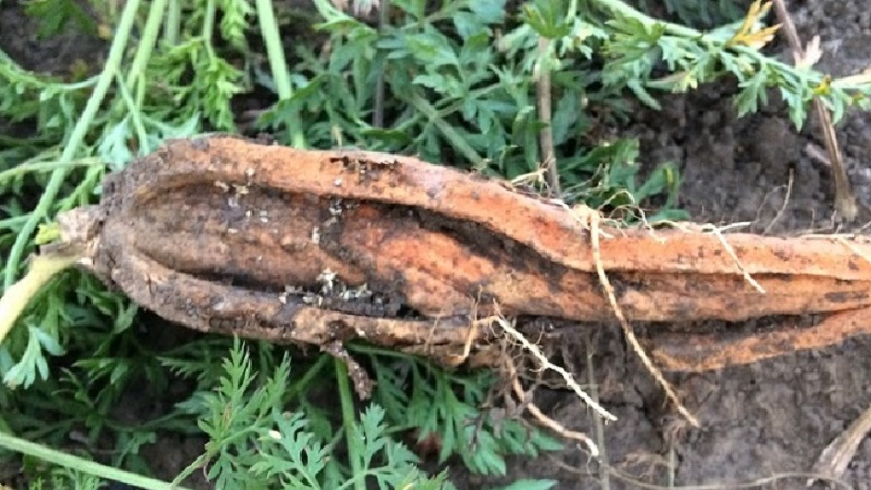 How to deal with diseases and pests of carrots