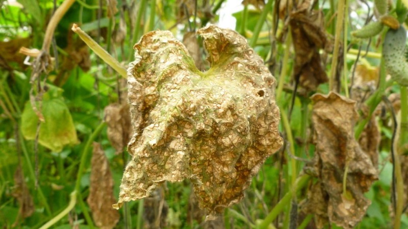 Treatment of greenhouse cucumbers for diseases: photo and description