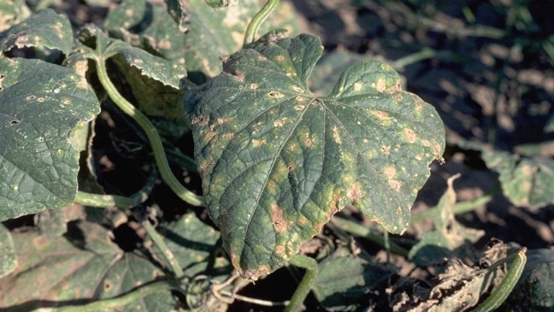 Treatment of greenhouse cucumbers for diseases: photo and description
