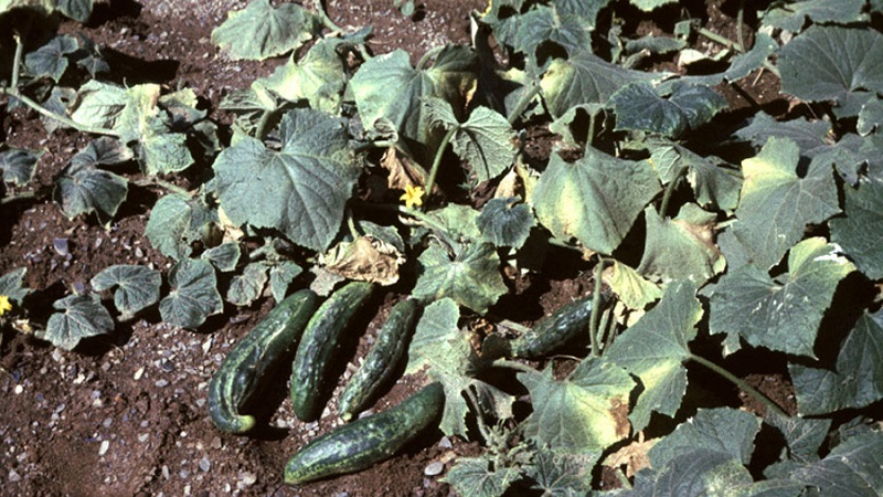 Treatment of greenhouse cucumbers for diseases: photo and description