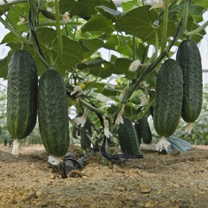 Treatment of greenhouse cucumbers for diseases: photo and description