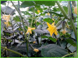 How to deal with late blight on cucumbers: treatment regimens
