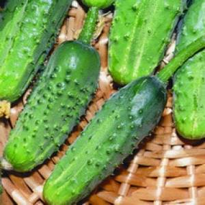 The best varieties of cucumbers for growing in Siberia in a greenhouse and open field