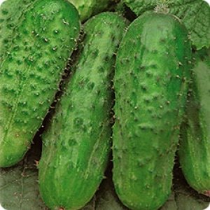 The best varieties of cucumbers for growing in Siberia in a greenhouse and open field