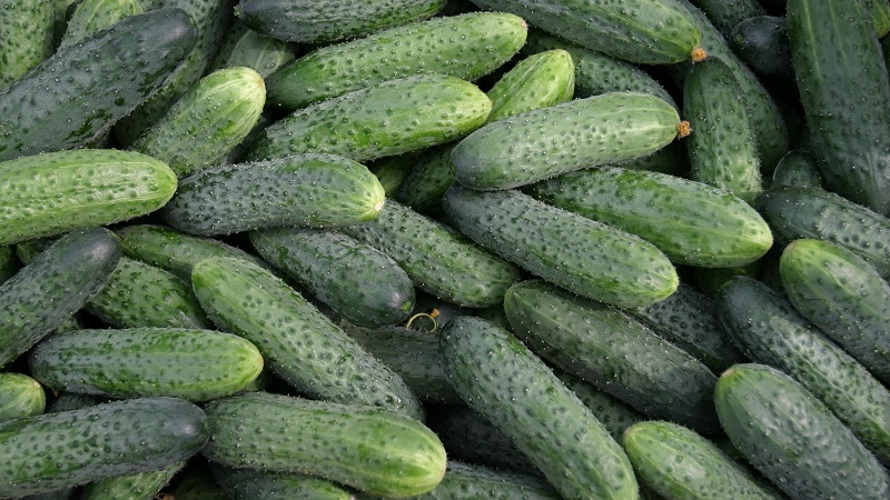 The best varieties of cucumbers for growing in Siberia in a greenhouse and open field