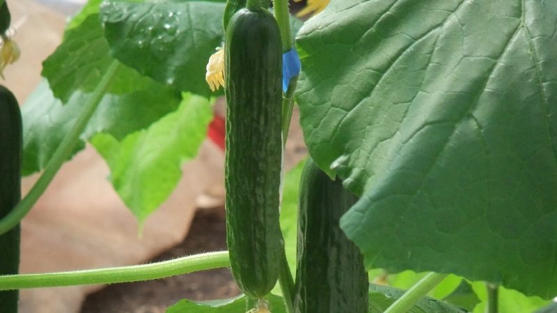 The best varieties of cucumbers for growing in Siberia in a greenhouse and open field