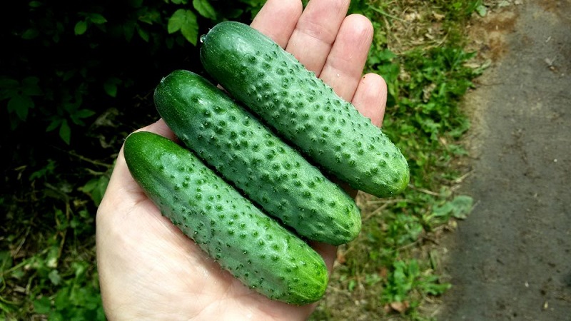 The best varieties of cucumbers for growing in Siberia in a greenhouse and open field