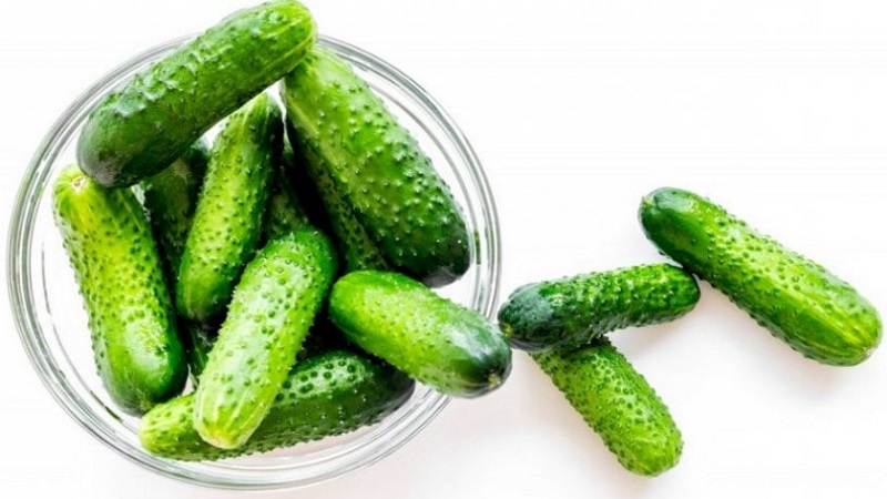 The best varieties of cucumbers for growing in Siberia in a greenhouse and open field
