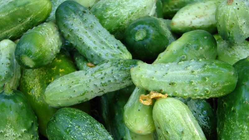 The best varieties of cucumbers for growing in Siberia in a greenhouse and open field