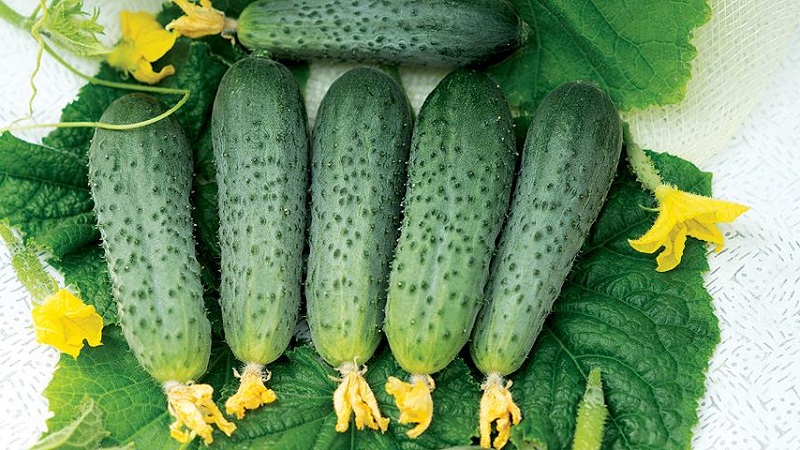 The best varieties of cucumbers for growing in Siberia in a greenhouse and open field