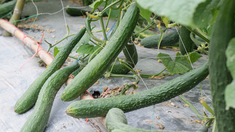 The best varieties of cucumbers for growing in Siberia in a greenhouse and open field