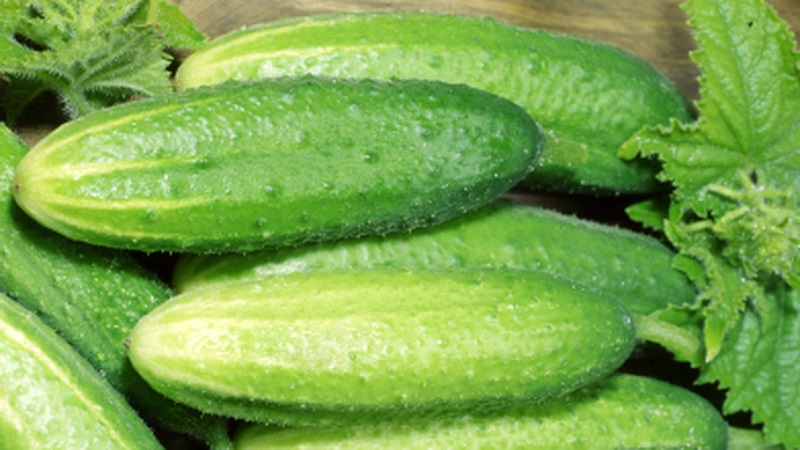 The best varieties of cucumbers for growing in Siberia in a greenhouse and open field