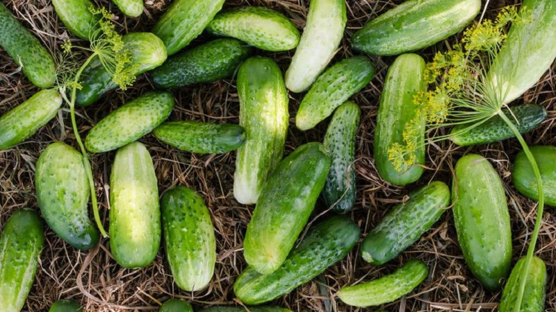 The best varieties of cucumbers for growing in Siberia in a greenhouse and open field