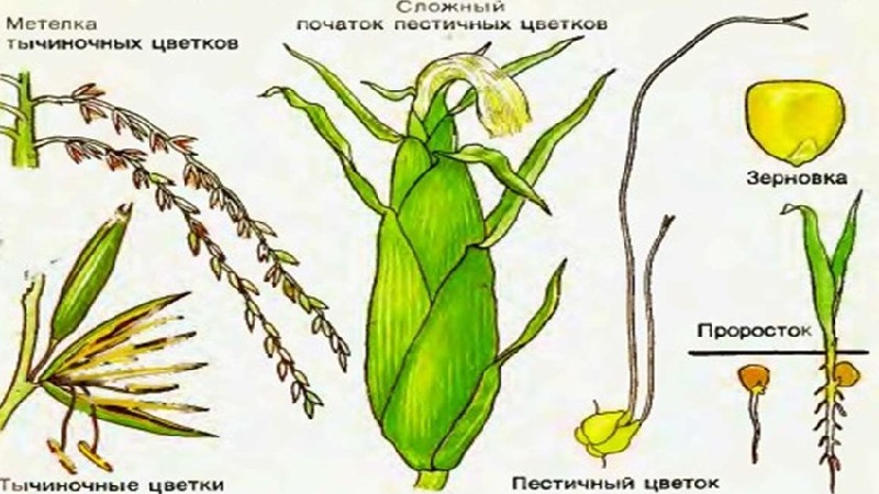 We study the structure of corn from A to Z: what parts the vegetable consists of and where each part is applied