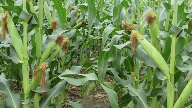 We study the structure of corn from A to Z: what parts the vegetable consists of and where each part is applied