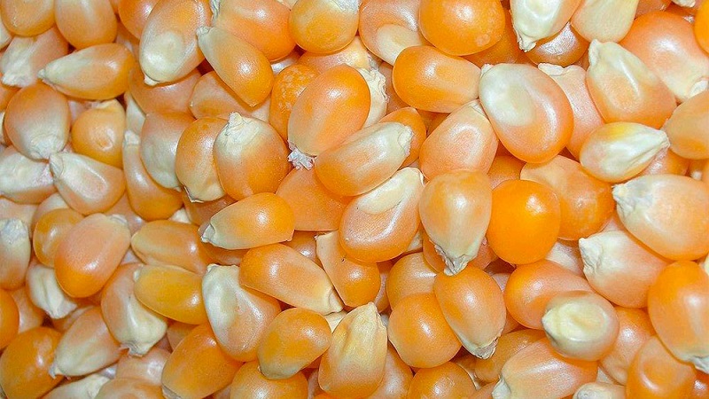 We study the structure of corn from A to Z: what parts the vegetable consists of and where each part is applied