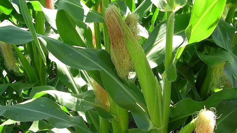 We study the structure of corn from A to Z: what parts the vegetable consists of and where each part is applied