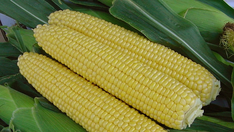 We study the structure of corn from A to Z: what parts the vegetable consists of and where each part is applied