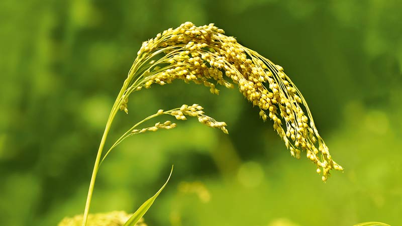What is the Difference Between Millet and Wheat and How to Use Them in Cooking
