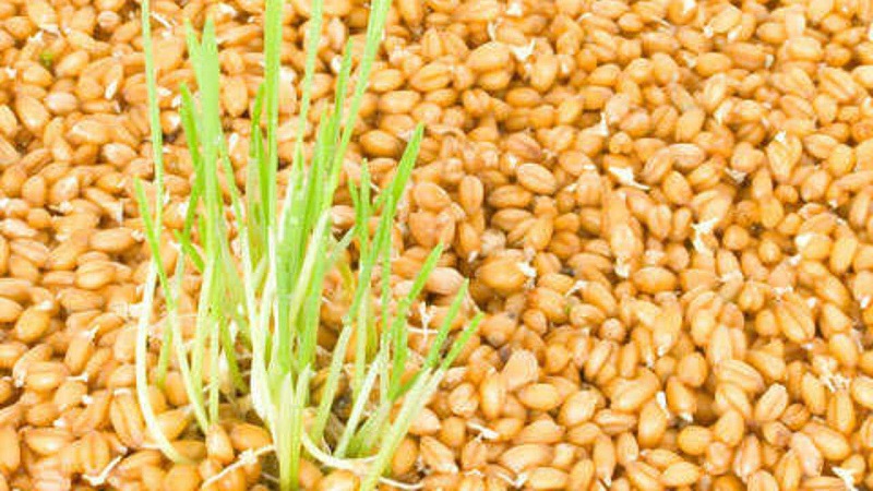 What is the Difference Between Millet and Wheat and How to Use Them in Cooking