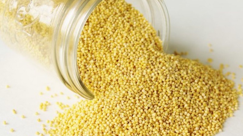 What is the Difference Between Millet and Wheat and How to Use Them in Cooking