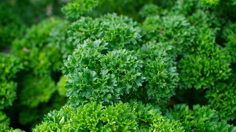 Why parsley was banned in Russia: are narcotic substances present in the plant?
