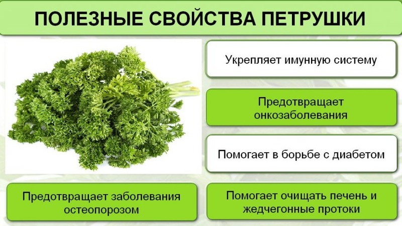 Why parsley was banned in Russia: are narcotic substances present in the plant?