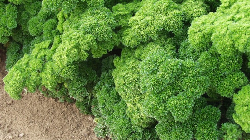 Why parsley was banned in Russia: are narcotic substances present in the plant?