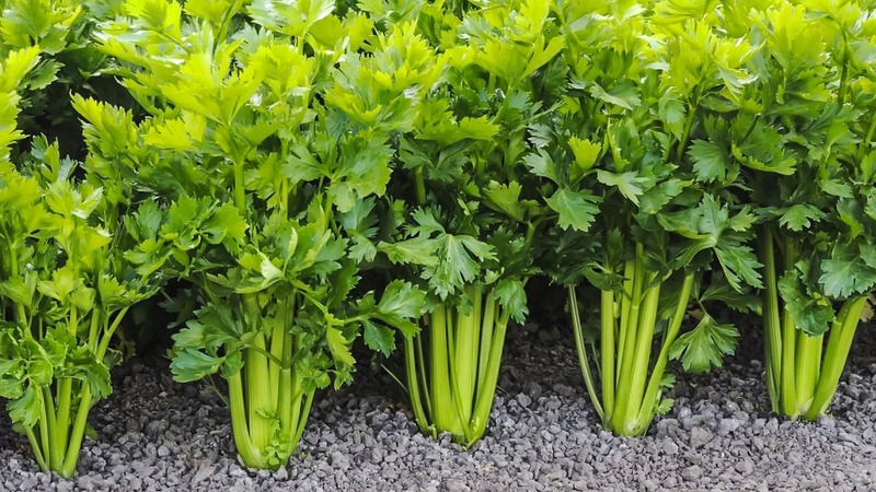 Why parsley was banned in Russia: are narcotic substances present in the plant?
