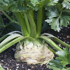 Why Root Celery is Good, How to Grow and Use It Properly