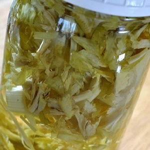 Why Root Celery is Good, How to Grow and Use It Properly