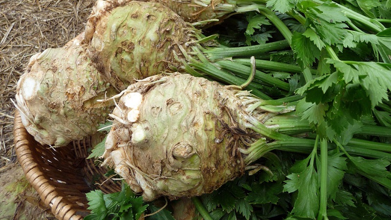 Why Root Celery is Good, How to Grow and Use It Properly