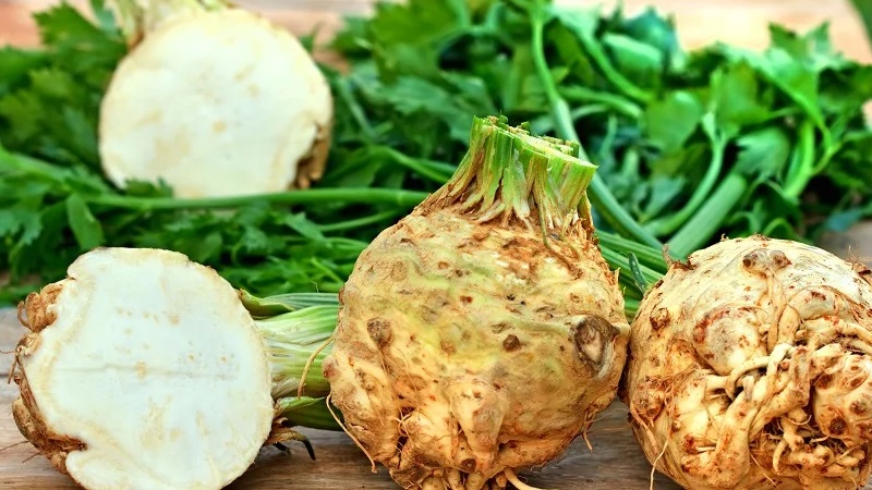 Why Root Celery is Good, How to Grow and Use It Properly