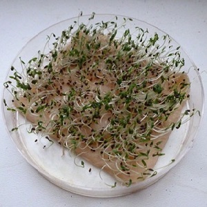 Why Root Celery is Good, How to Grow and Use It Properly