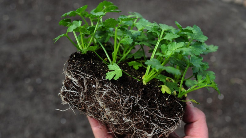 Why Root Celery is Good, How to Grow and Use It Properly