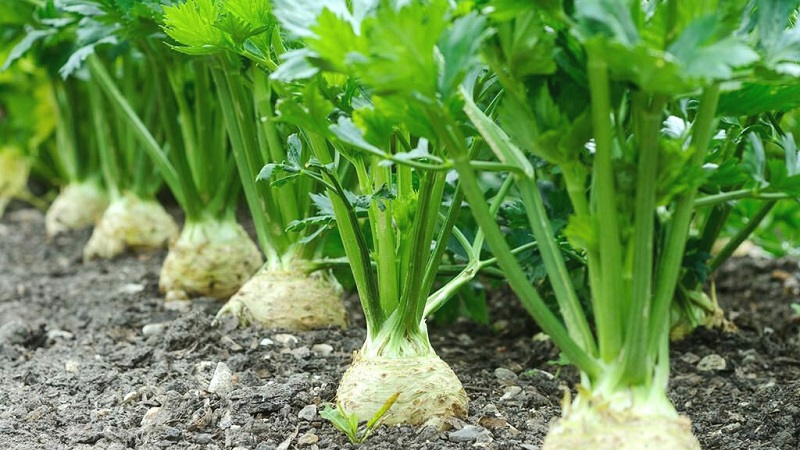 Why Root Celery is Good, How to Grow and Use It Properly