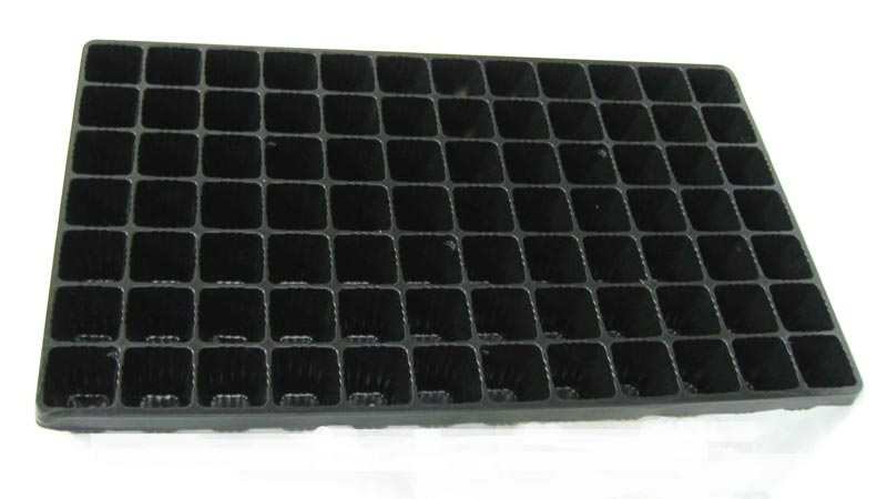 When and how to sow eggplant seedlings and how to properly care for it