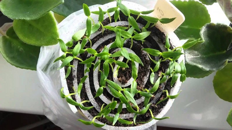 When and how to sow eggplant seedlings and how to properly care for it