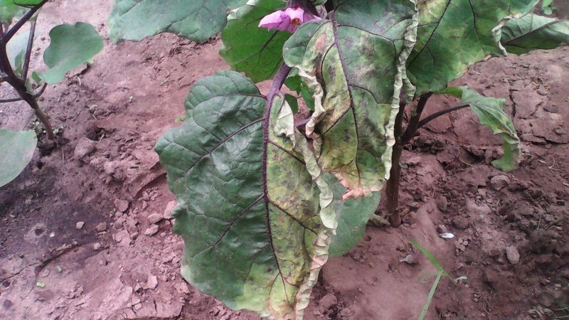 When and how to sow eggplant seedlings and how to properly care for it